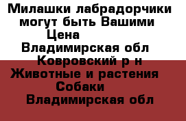 Милашки лабрадорчики  могут быть Вашими › Цена ­ 15 000 - Владимирская обл., Ковровский р-н Животные и растения » Собаки   . Владимирская обл.